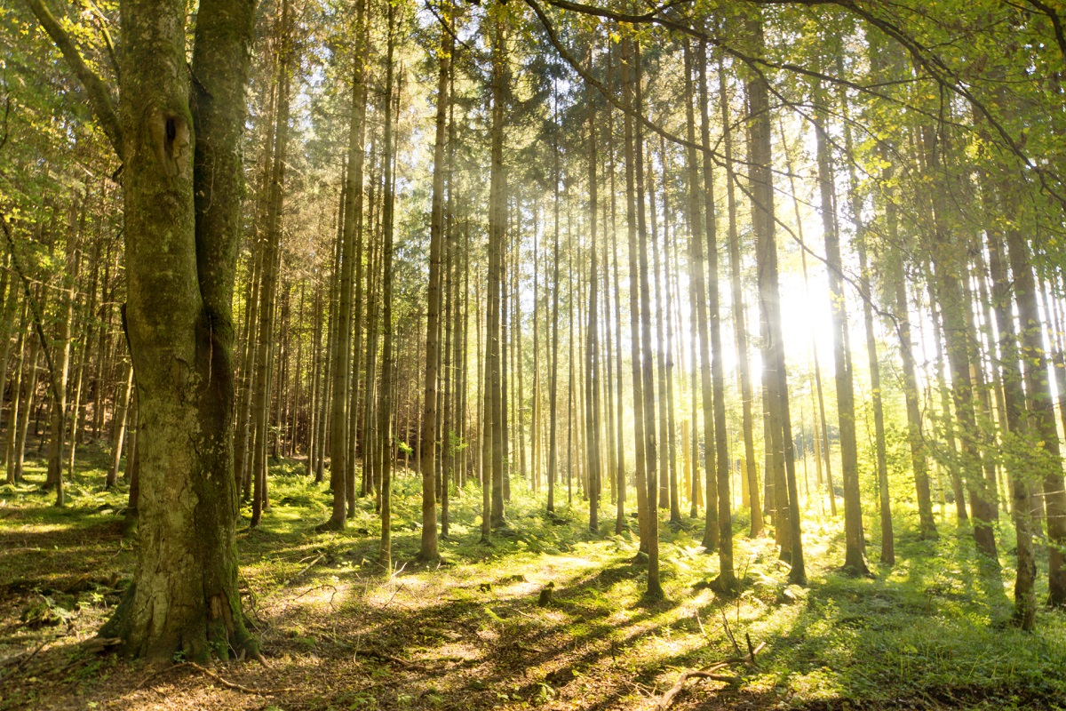 Morning Sun in Forest